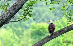 A Bald Eagle perches in a tree off in the distance