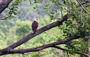 A Bald Eagle Taken with a Nikon 400mm ED FL Lens