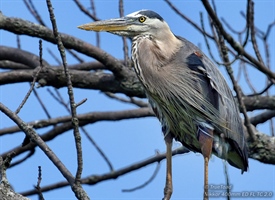 The Great Blue Heron sitting in a tree