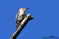 Reb Bellied Woodpecker