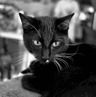 Edwin The Cat Black and White