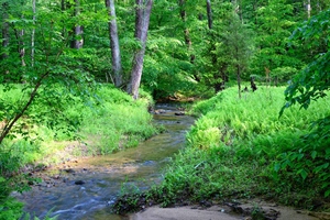 A babbling brook running through the Forest