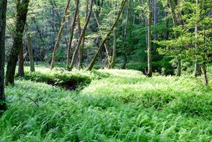 A green carpet of forest ferns