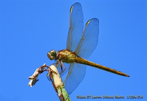 Dragonfly shot with a Nikon Mirrorless and  Loawa 100mm macro lens