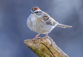 A Small Chipping Sparrow Perched