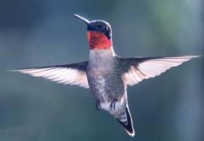 The Beautiful Ruby Throated Hummingbird