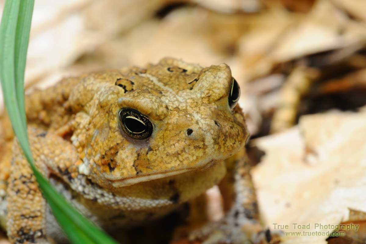 Bufonidae is a True Toad