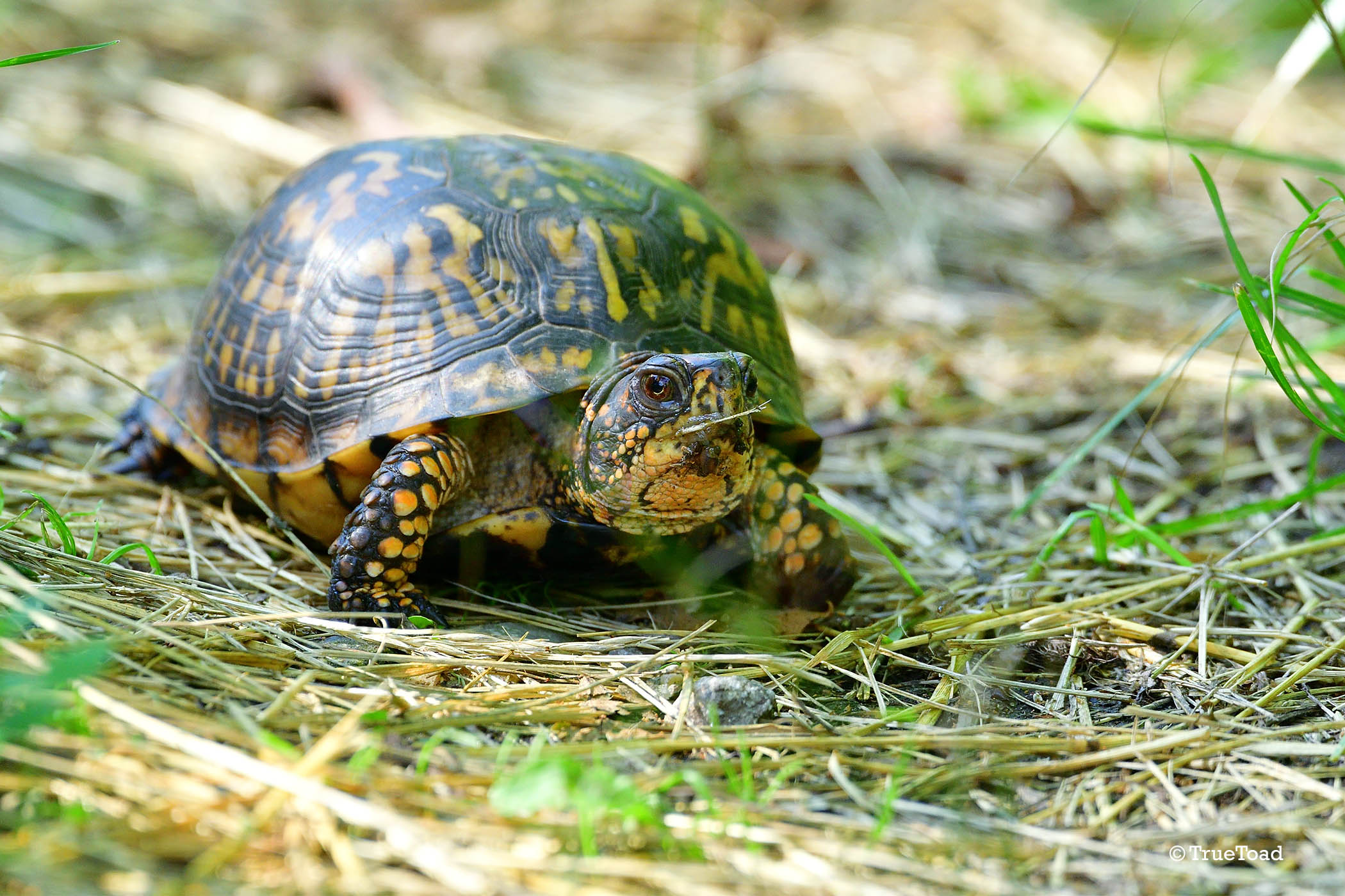 The Eastern Box Tortoise