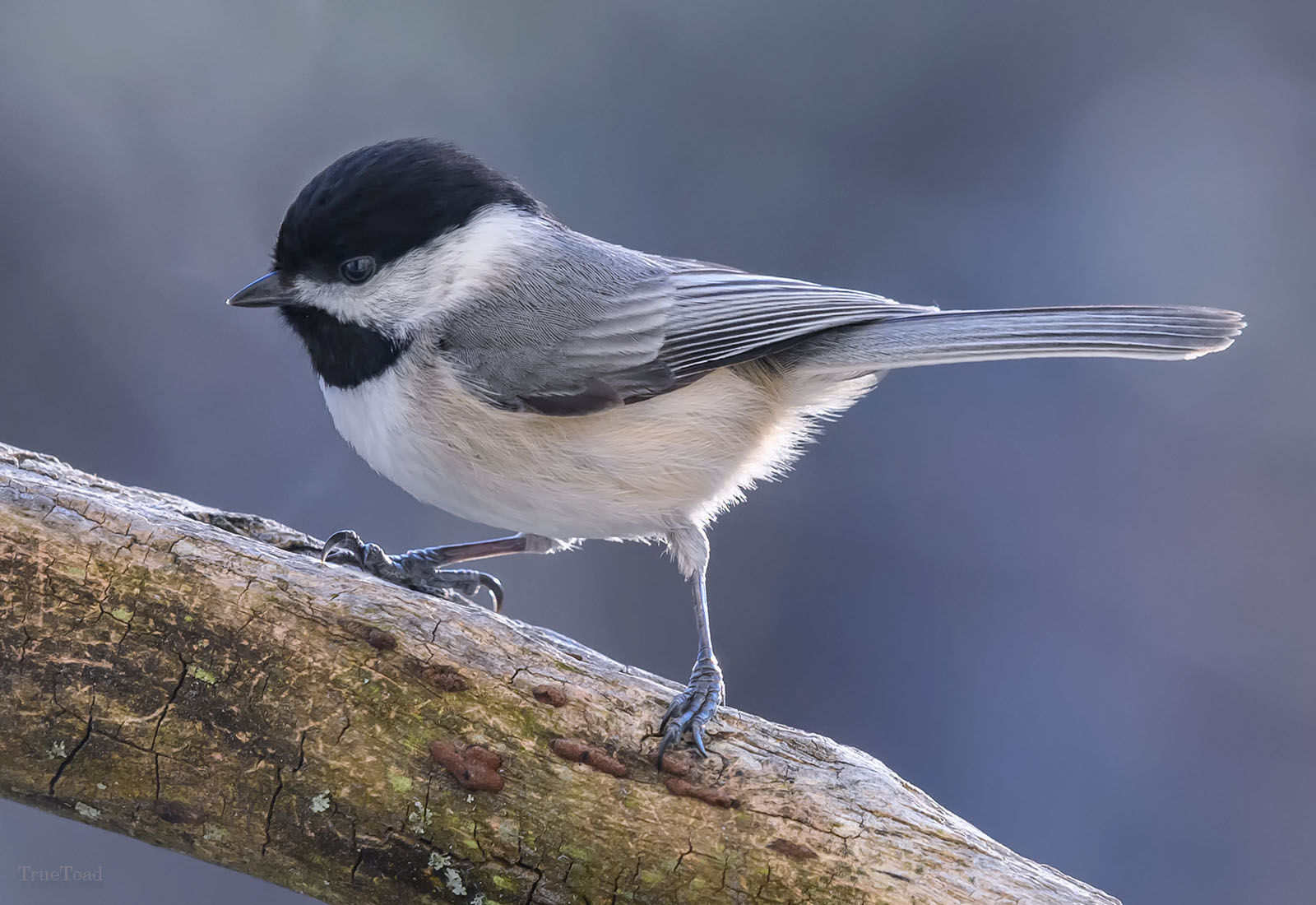 Some of my favorite small song birds