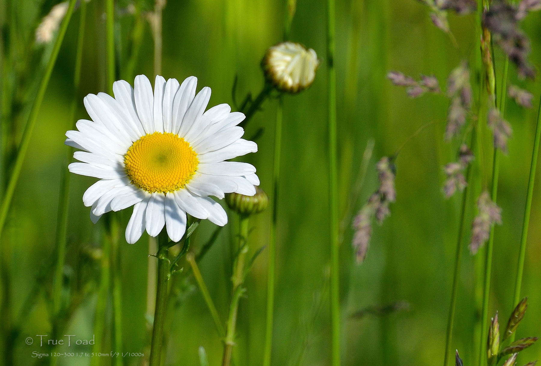 Flower Photography best lens and techniques