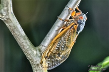 7 Year Cicada