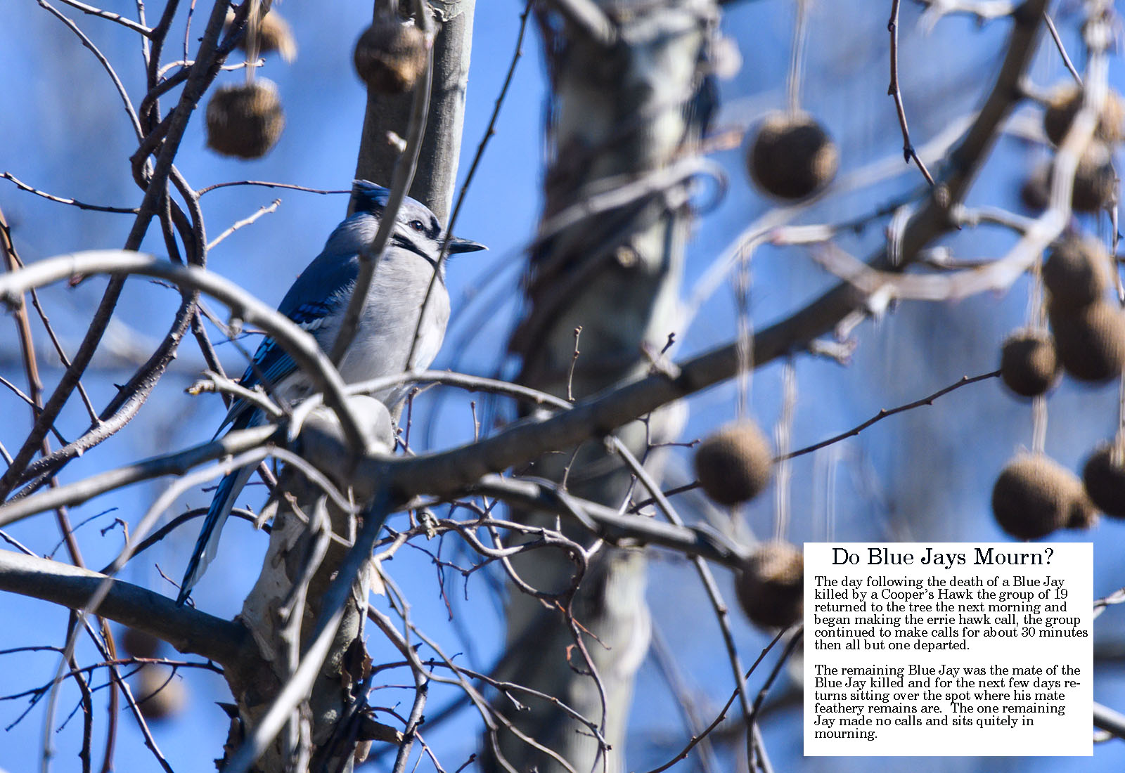 Blue Jays Habits Temperament and Photography